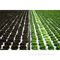 野菜を植えるための垂直水耕栽培システム